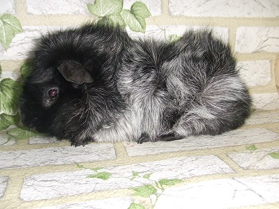 Angus