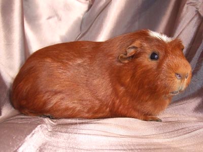 Sir Otto